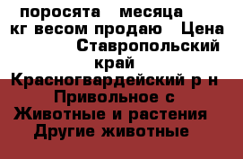 поросята 2 месяца 23-24кг весом продаю › Цена ­ 3 000 - Ставропольский край, Красногвардейский р-н, Привольное с. Животные и растения » Другие животные   